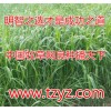 湖南牧草種子價(jià)格適合湖南種植的牧草種子13053816388